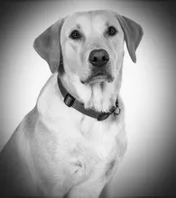 Lando Official Staff Picture